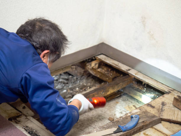 Best DIY Mold Remediation Support Services in Medina, MN