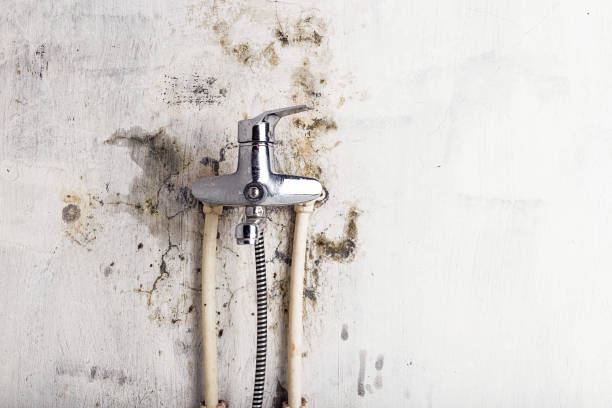 Reliable Medina, MN Mold Remediation Solutions
