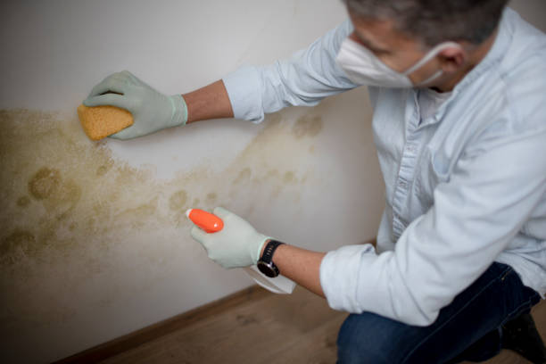 Best Basement Mold Remediation in Medina, MN