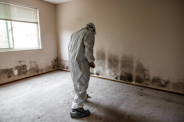 Best Health and Safety Mold Remediation in Medina, MN