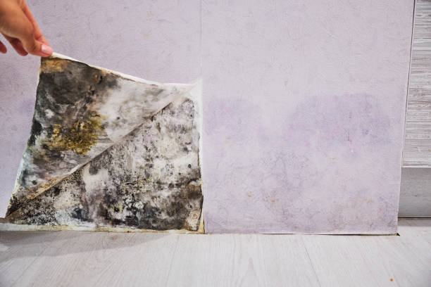 Best Black Mold Remediation in Medina, MN